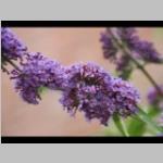 vlinderbijenplant a: zonnig Buddleja davidii Nanho Purple of