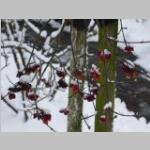 Viburnum opulus winterbeeld Gelderse roos categorie plant bloei