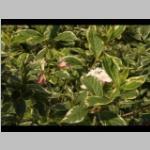 vruchten e:vlinderbijenplant d:vochtige Viburnum opulus of gelderse roos