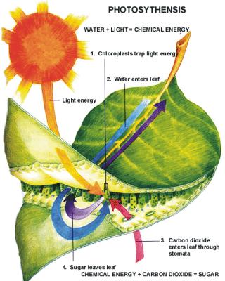 1. Inleiding De meeste tuinbouwgewassen hebben het zogeheten C3-metabolisme, waarbij overdag CO 2 wordt opgenomen door de bladeren en met behulp van energie uit licht vastgelegd in suikers.