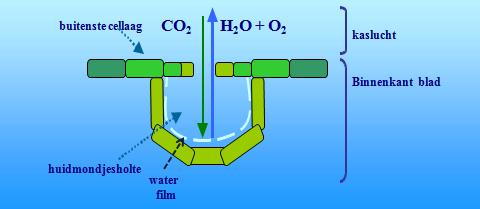 Fotosynthesemetingen bieden ook de mogelijkheid om de efficiëntie van de CO 2 -opname bij verschillende CO 2 -concentraties rondom het blad te meten.