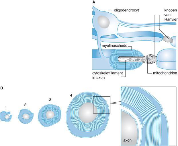 Intermezzo 6.1 Vorming van de myelineschede Myeline is een mengsel van eiwit en lipiden dat sterk lijkt op het materiaal van plasmamembranen.