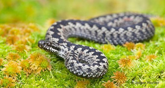 In Nederland leven drie slangensoorten. (www.ravon.nl) Adder (Vipera berus) is de enige gifslang in Nederland. Adders komen voor in heide- en hoogveengebieden en soms ook op open plekken in bossen.