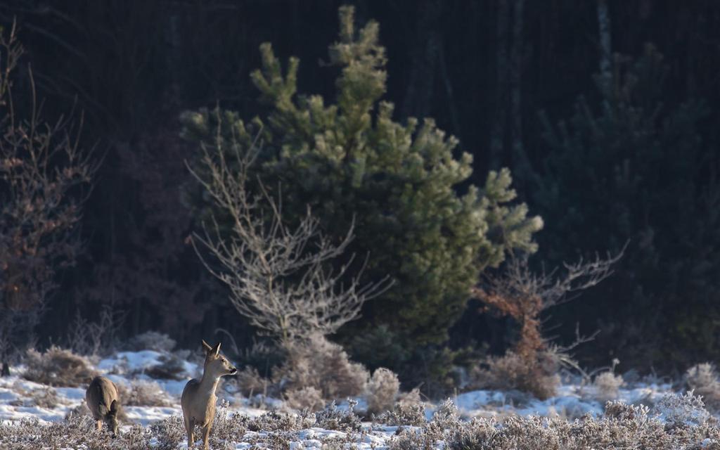 KERSTWANDELING 2017 8 KM ROUTE 8 km 20 17 Welkom bij de kerstwandeling 2017 op een bijzondere locatie, dit jaar.