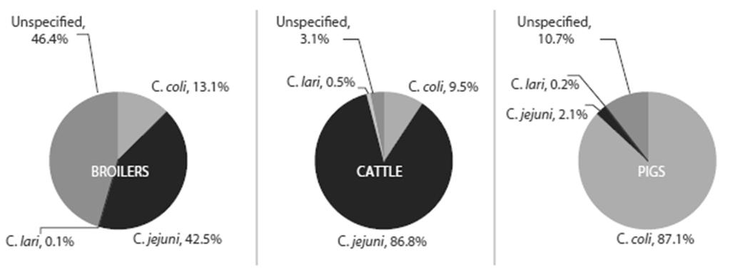 Species distribution of positive samples isolated from broilers, cattle and pigs, 2007 The EFSA Journal (2009), 223 Proportions of Campylobacter positive