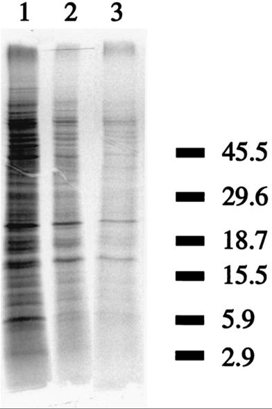 Microbiol. 64(10):3917-3922 Protein profiles of C.