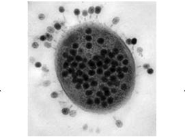 Voorkómen Campylobacter in de keten Op de boerderij: Voorkom insleep Vaccinatie