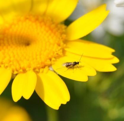 Zo vonden we zowel larven als volwassen lieveheersbeestjes op gele ganzebloemen met bladluizen.