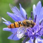 Gemiddeld aantal per val Onderzoek naar het effect van akkerranden op functionele biodiversiteit en natuurlijke plaagbeheersing In de bloemenranden werden bovendien ook meer soorten gevonden dan in