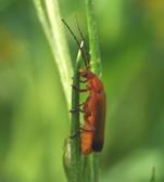 Gemiddeld aantal per val Onderzoek naar het effect van akkerranden op functionele biodiversiteit en natuurlijke plaagbeheersing WEEKSCHILDKEVERS Weekschildkevers voeden zich hoofdzakelijk met nectar,