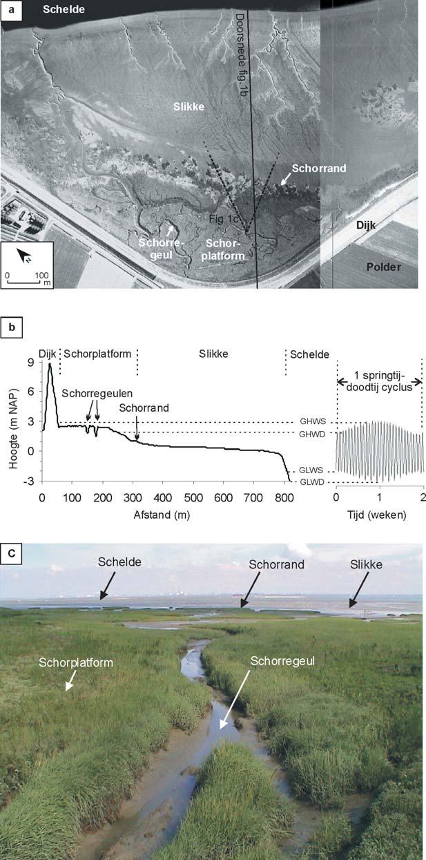 Figuur 2. (a) Luchtfoto, (b) geomorfologische dwarsdoorsnede, en (c) foto van een typisch slikke- en schorregebied (Paulinaschor, Westerschelde).