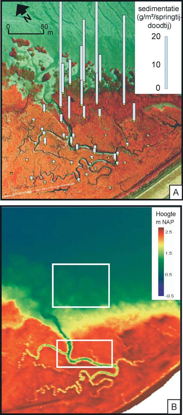 Figuur 5. (A) Luchtfoto van het Paulinaschor. De staafjes geven sedimentatiehoeveelheden weer, die werden gemeten op 50 locaties tijdens 1 springtij-doodtij cyclus (= ca. 14 dagen).