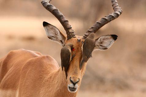 Vanuit Afrika kennen we wel de ossenpikker. Om precies te zijn de roodsnavelen de geelsnavelossenpikker.