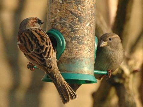 Tuinvogeltelling: zacht weer houdt vogels uit de tuinen Bericht uitgegeven door Vogelbescherming Nederland op dinsdag 21 januari 2014 Afgelopen weekend hebben bijna 56.000 mensen in ruim 38.