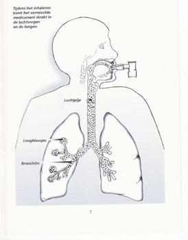 Opname in luchtwegen Door vooraf uitademen kan de lucht/ medicijnen dieper in longen komen Hoofd iets achterover anders botsen deeltjes tegen