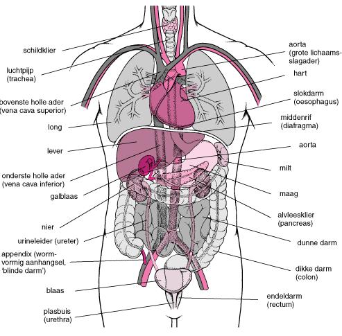 Samenvatting Biologie, 8.1 t/m 8.5 8.1 Het werkt! Organen zijn delen van het lichaam met een bepaalde taak (hart, longen, darmen, enzovoort). De meeste organen liggen in je romp.