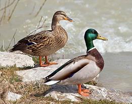 Waar de seksuele selectie in de vogelwereld toe kan leiden zien we in zijn meest extreme vorm terug bij paradijsvogels. De een ziet er nog spectaculairder uit dan de andere.