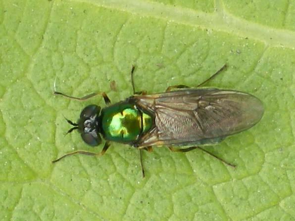 .. 1 10-05-08 Libellula depressa... 5 10-05-08 Libellula depressa... 1 07-06-08 Libellula depressa.