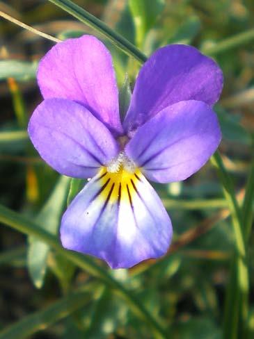 Viola curtisii (