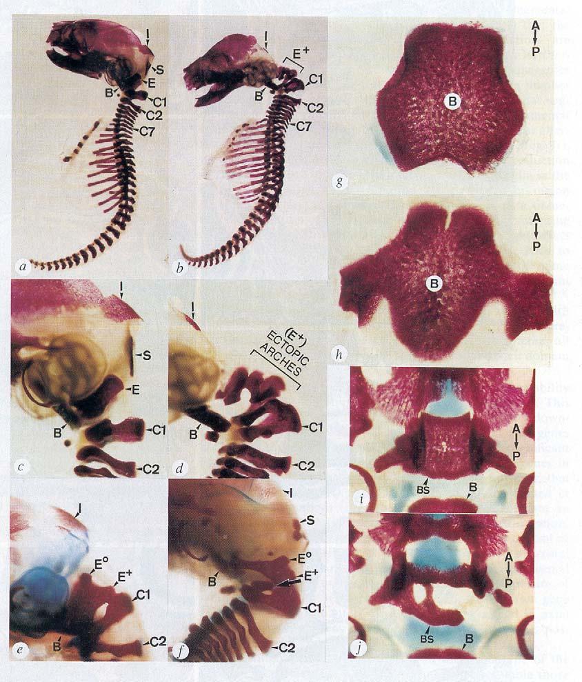 a, c, g, i: normale muizen b, d, e, f, h, j: transgene muizen