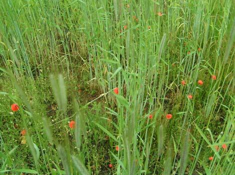 In het eerste jaar braaklegging kiemen allerlei akkerplanten op het Aspergeveld. Vollenhoven ligt op de overgang van Heuvelrug en Kromme Rijngebied.