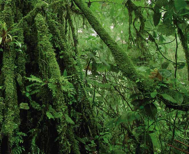 INNOVATIE Het deel van onze planeet dat bedekt wordt door tropisch regenwoud telt een ongelofelijke