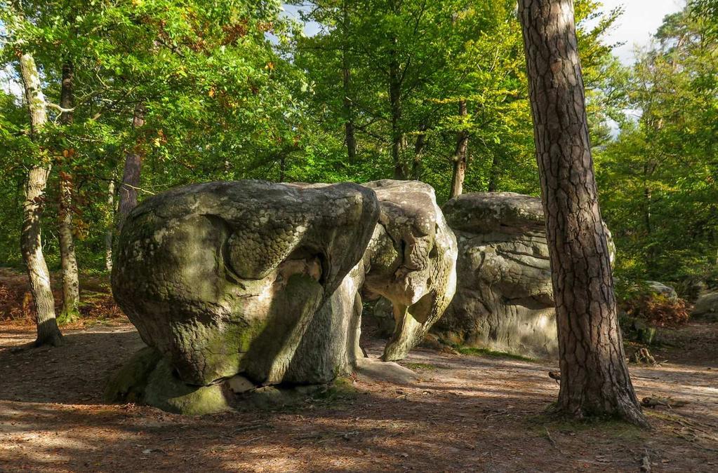 Als wij de straat uitlopen komen we vanzelf in het bos terecht.