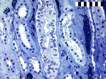 Erytrocyten kleuren donkerblauw; vasa recta zijn daardoor