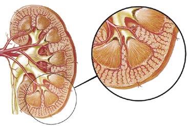 De segmenten van de nier. Ventraal aanzicht (links) en dorsaal aanzicht (rechts). X: segment waarvan in afbeelding b.