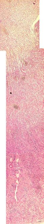 3 NIER 1, RAT, HE-kleuring Cortex (schors) en Medulla (merg) pyelum (bekken) Aandachtspunten pag 06 De rat heeft een monopapillaire nier in tegenstelling tot de mens waar de nier uit meerdere lobben