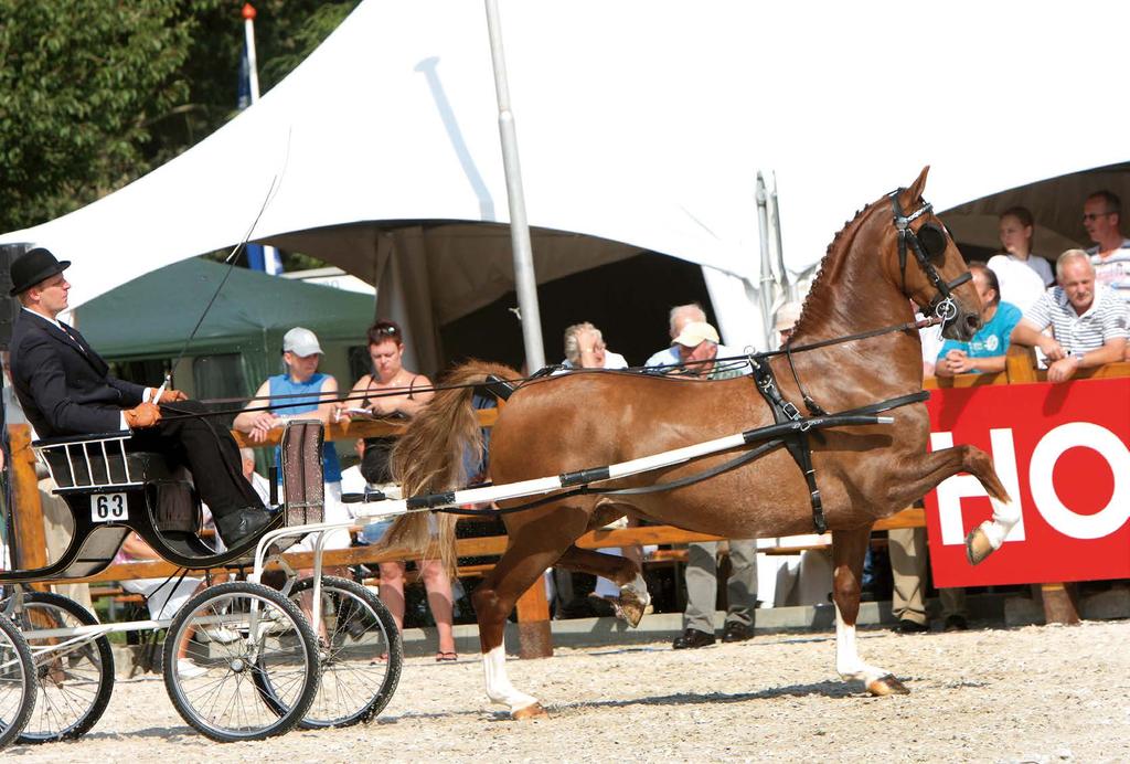FOKKER VAN HET JAAR Zeolinde (v.atleet) was het eerste paard dat Harm Jan Veenstra succesvol uitbracht voor Van der Velde.