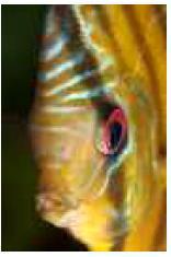 Vissen die geen beweging gewoon zijn, zijn onrustiger wanneer er wel beweging is. Dat resulteert dan vaak in het weigeren van voedsel.