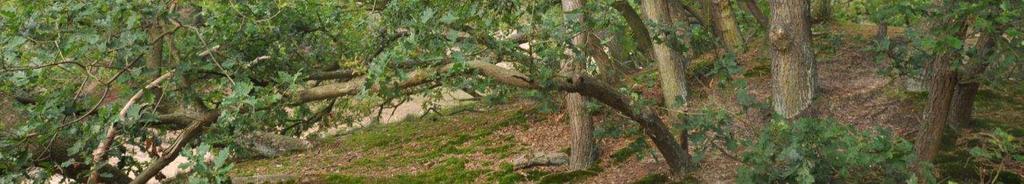 Voorbeeld: Quercus robur - verspreidingsgebied Het belang