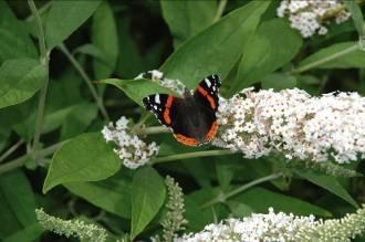 Biodiversiteit Bij gemeentes al