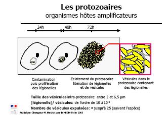 29/05/2007 Légionelles et légionelloses KD /