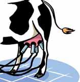 4 De koeien worden twee keer per dag met melkmachines
