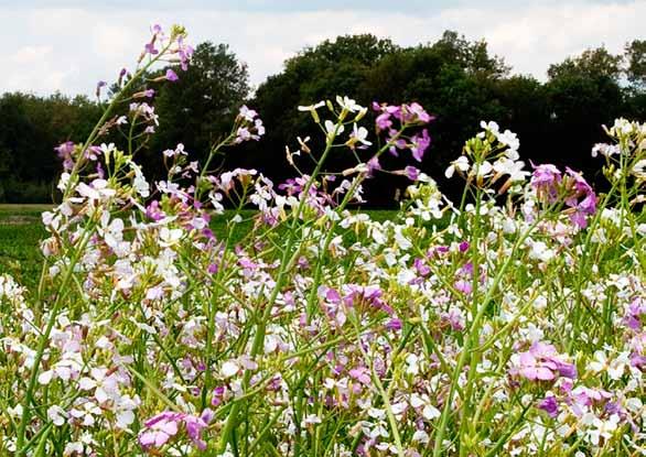 Kwaliteitsimpuls voor natuur en landschap