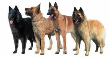 Denkt u dat uw hond over die kwaliteiten beschikt en ziet u hem/haar graag bij de Nederlandse politie, bespreek de mogelijkheden met: J. v.d. Peet, tel. 06-51313765 of W. de Valk, tel.
