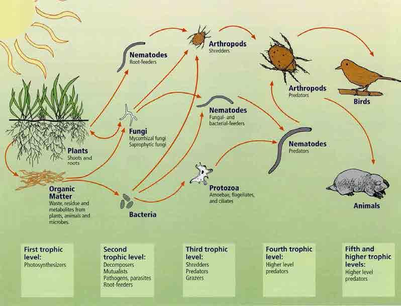 Soil food