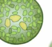 Proteïnen uit microalgen Onderzoekers van HeidelbergCement lieten op drie locaties (Zweden, Turkije en Frankrijk) microalgen groeien.