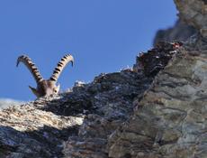 RUBRIEK ZWITSERLAND TITEL GRAUBÜNDEN Steenbokken spotten tijdens de Alpine Safari Zicht vanop het Piz Mundaun-platform Geniet van de zon en de prachtige Valposchiavovallei vanop Alp Grüm Graubünden