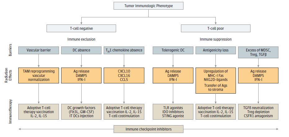 Radiation in immune therapy