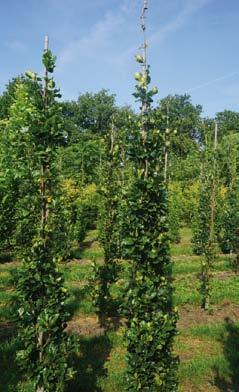 Asplenifolia 6-8 23 Fagus