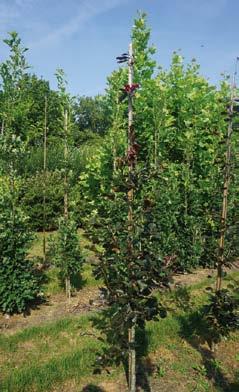 Fagus sylvatica