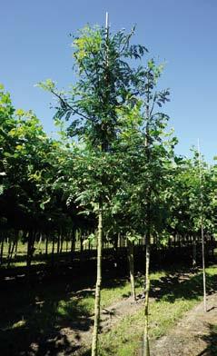 Ginkgo biloba