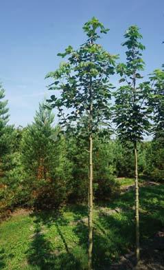 Acer pseudoplatanus 8-10 4 10-12