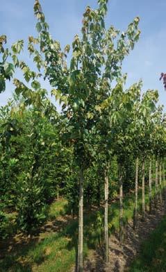 12-14 1 Acer sacch.