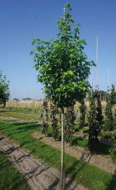 Liriodendron tulipifera 10-12 3 12-14