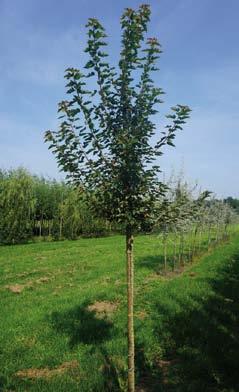 Acer saccharum 6-8 10