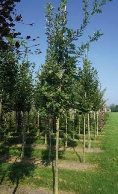 1 16-18 1 Quercus ilex